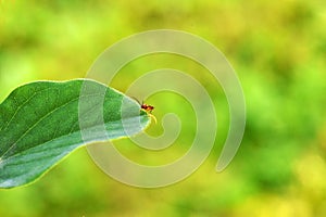 Hover Fly Locust Leaf