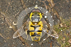 Hover fly Myathropa florea (Syrphidae)