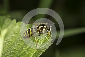 Hover fly Myathropa florea (Syrphidae)