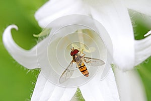 A Hover fly nectaring at White Pouffe Milky Bellflower photo