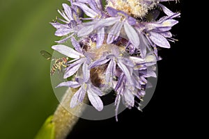 Hover fly on pickerel weed flower in Sunapee, New Hampshire