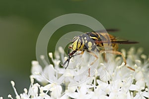 Hover Fly Pollinatiing a Round-leaved Dogwood