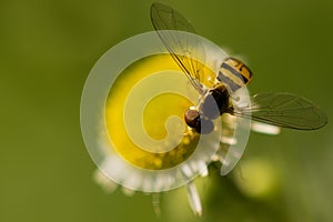 Hover Fly Pollinating