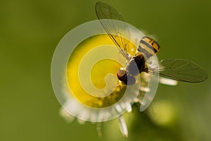Hover Fly Pollinating photo