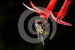 Hover fly with Scarlet Gilia