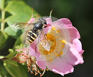 Hover fly (Sericomyia silentis) on a Dog Rose (Rosa canina)