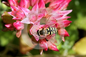 Hover fly (Sericomyia silentis) on a Pink Flower