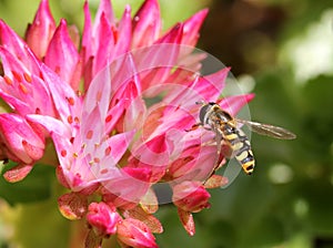 Hover fly (Sericomyia silentis) on a Pink Flower