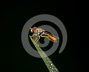 Hover Fly Sitting on Dewdrop Covered Grass Blade