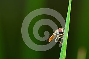 Hover fly on some grass