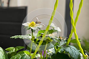 Hover Fly, Sphaerophoria scripta, on a strawberry flower