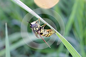 Hover fly Syrphidae holding on a stem of grass