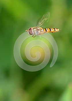 Hover Fly (Syrphus ribesii)