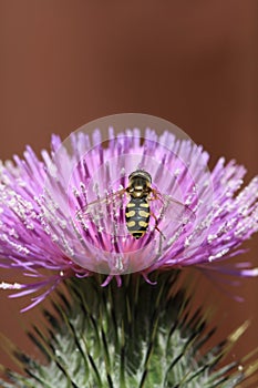 Hover-fly on a thistle flower