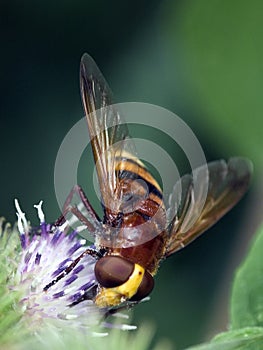 Hover-fly (Volucella Zonaria) photo