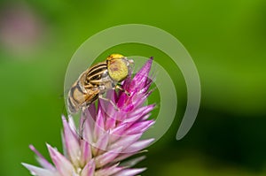 Hover fly ( Eristalinus species Syrphidae )