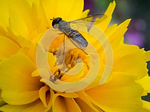 Hover Fly on a yellow flower