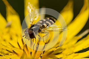 Hover fly