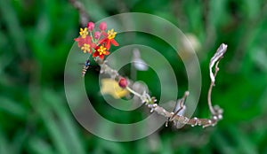 Hoverflies, also called flower flies or syrphid flies, make up the insect family Syrphidae. Hoverfly while flying towards a flower