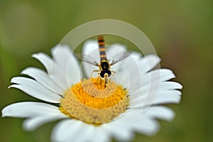 Hoverflies and daisy with background limpid green photo