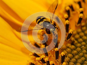 Macro photo of Hoverflies pollinating on the sunflower. photo
