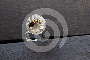 Hoverflies on chamomile flower in epoxy resin. handmade epoxy resin jewelry. ring photo