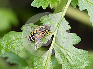 Hoverflies are Common in Alaska photo