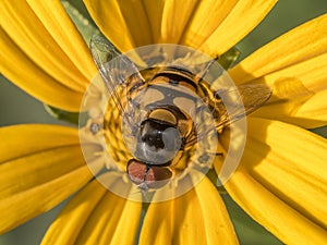 Hoverflies on daisy photo