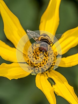 Hoverflies on daisy photo