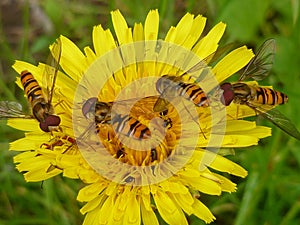 Hoverflies on a dandelion photo
