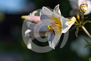 Hoverflies feast on sweet nectar on a delicate white lily flower