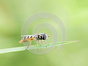 Hoverflies photo