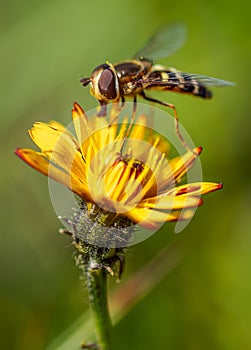 Hoverflies, flower flies or syrphid flies, insect family Syrphidae.They disguise themselves as dangerous insects wasps and bees. photo