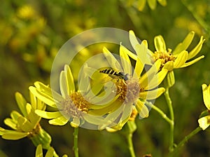 Hoverflies and ragwort photo