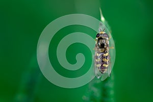 Hoverflies sits on a leaf, Syrphidae