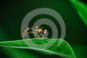 Hoverflies sits on a leaf, Syrphidae
