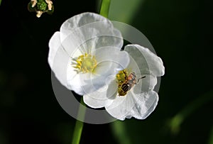 Hoverflies, sometimes called flower flies