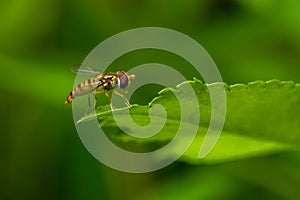 Hoverflies Syrphidae perching on green leaf