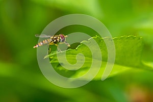 Hoverflies Syrphidae perching on green leaf