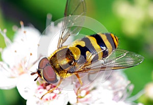 Hoverfly