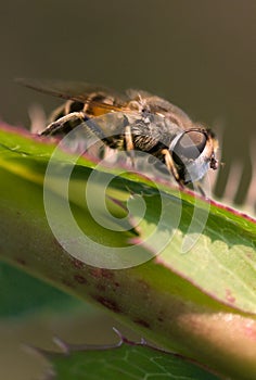 Hoverfly