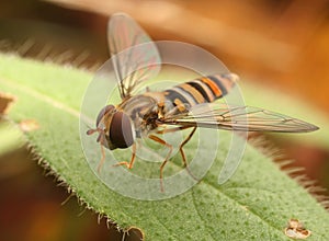 Hoverfly