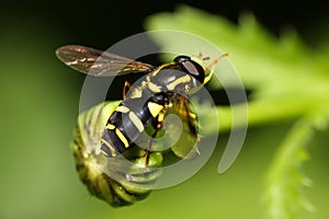 Hoverfly