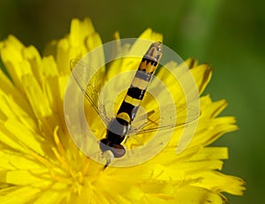 Hoverfly