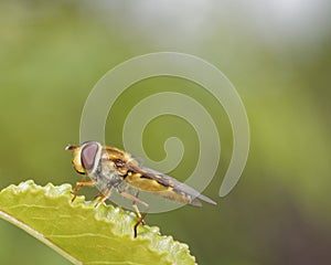 Hoverfly