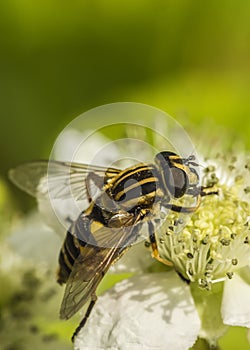 Hoverfly