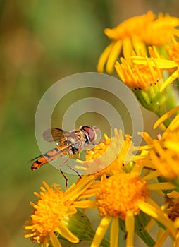 Hoverfly