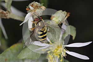 Hoverfly