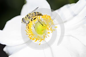Hoverfly on Anemone hupehensis