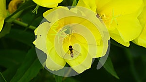 Hoverfly bee on yellow primrose flower